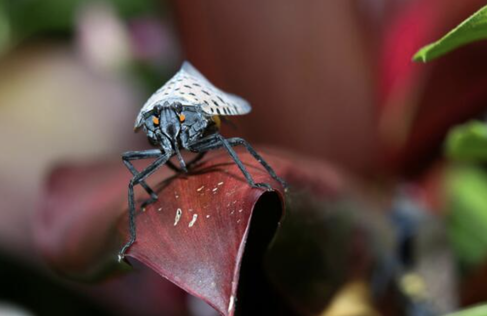 It's hatching season for this invasive species: How to stop them before ...