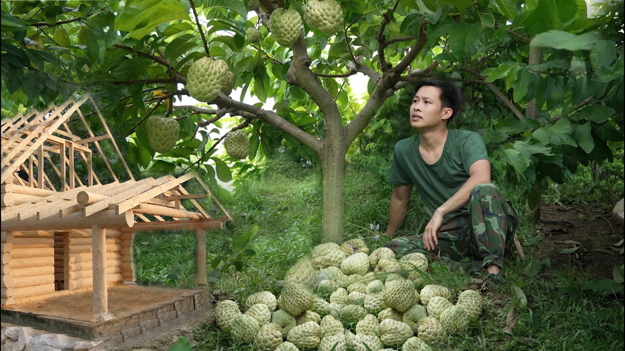 from-fruits-to-a-new-house-my-off-grid-journey