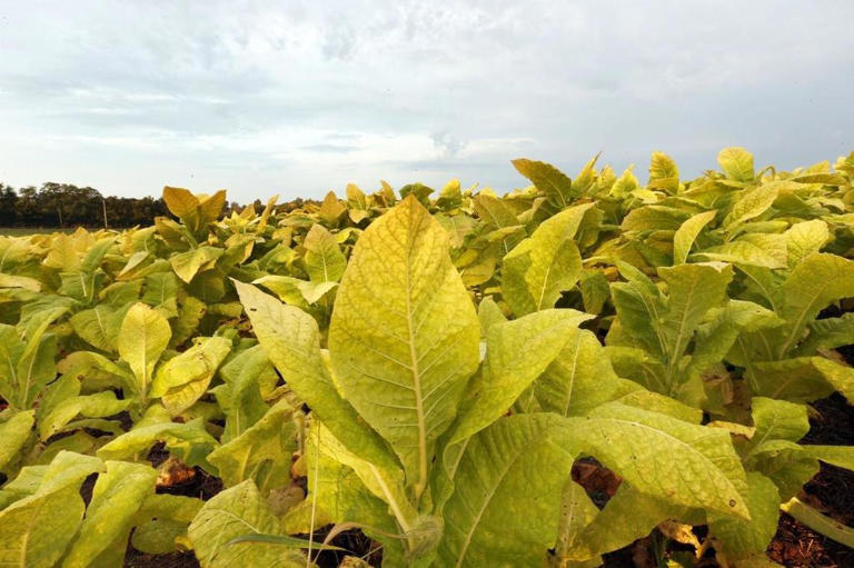 Tobacco giant expanding Kentucky operations, will create 200 jobs