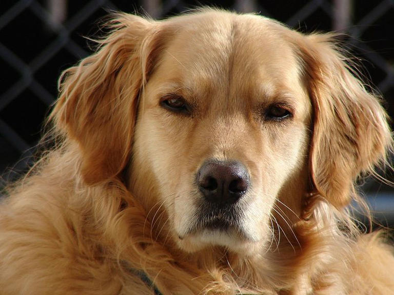 Experts say dogs feel far more than people assume – these 10 emotions ...