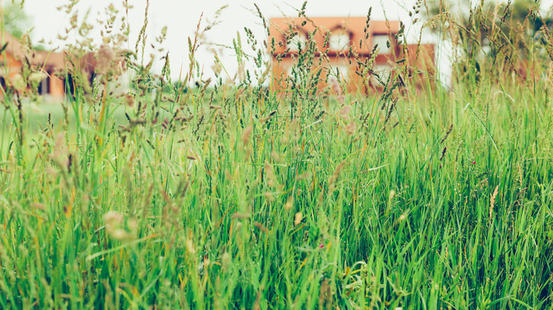 Lawn habits that look messy but help pollinators thrive
