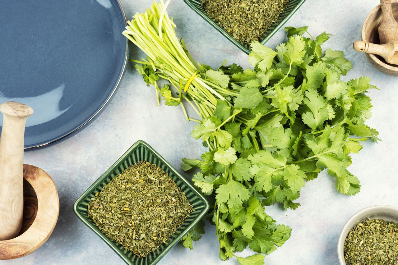 Bunch of fresh cilantro and dried cilantro in a bowl