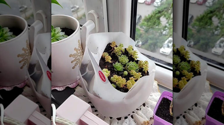 Use old milk jugs to create a budget-friendly succulent garden