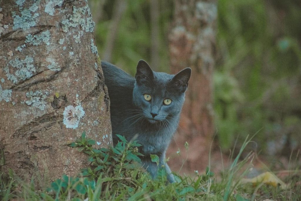 the-mysterious-black-cat-that-scientists-rarely-ever-see