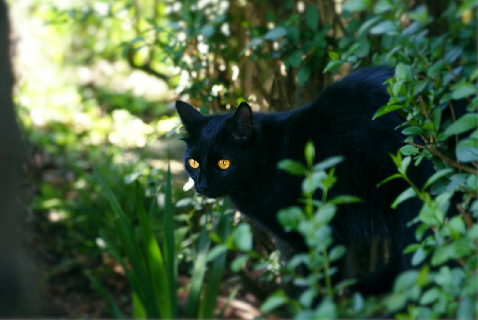 the-mysterious-black-cat-that-scientists-rarely-ever-see