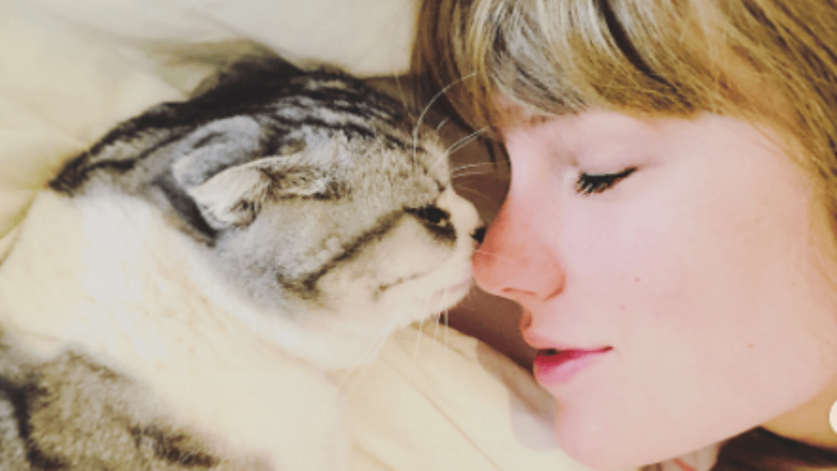taylor-swift-s-cats-millionaire-lifestyle-here-s-how-they-do-it