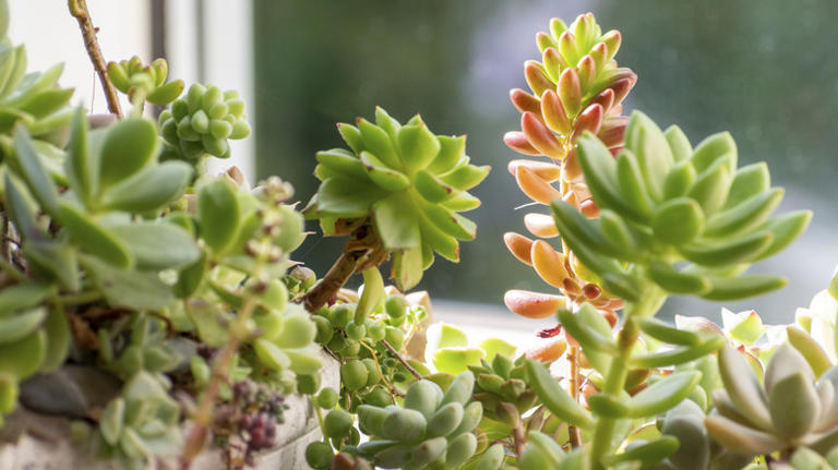 Use old milk jugs to create a budget-friendly succulent garden