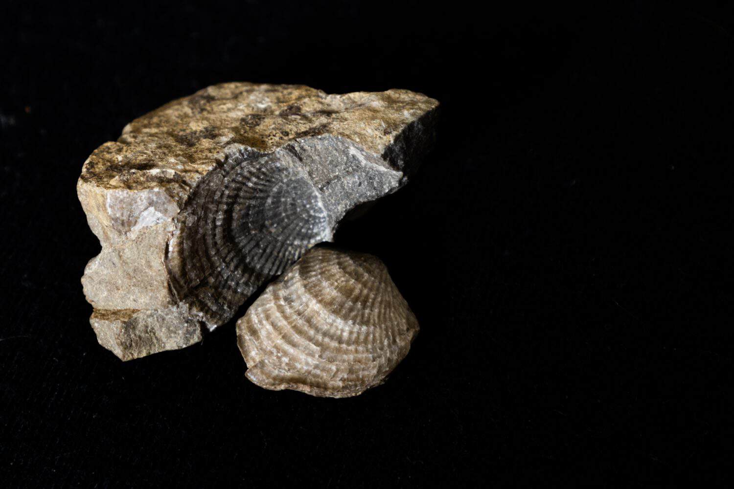 Scientists solved the mystery behind Earth’s greatest marine mass extinction