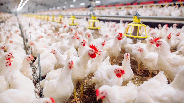 The major fast food chicken scandal we're still not over years later