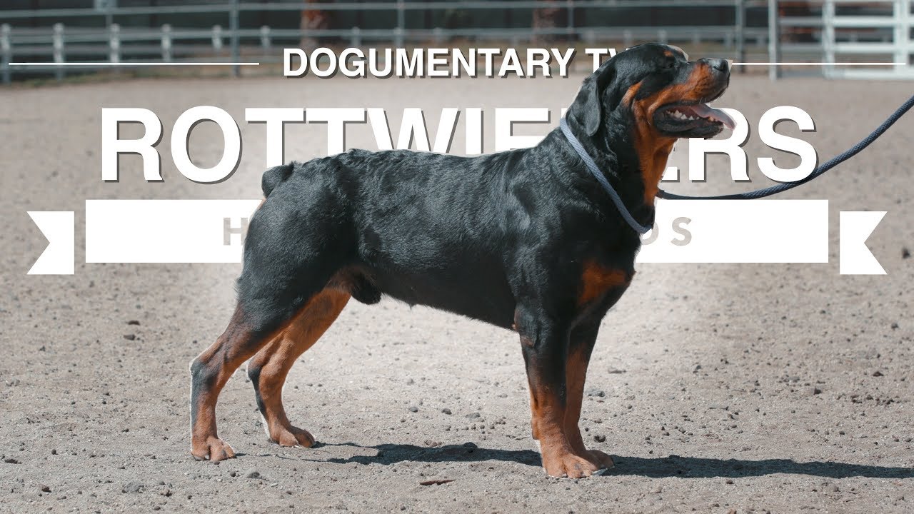 Rottweilers: The unlikely herding superstars