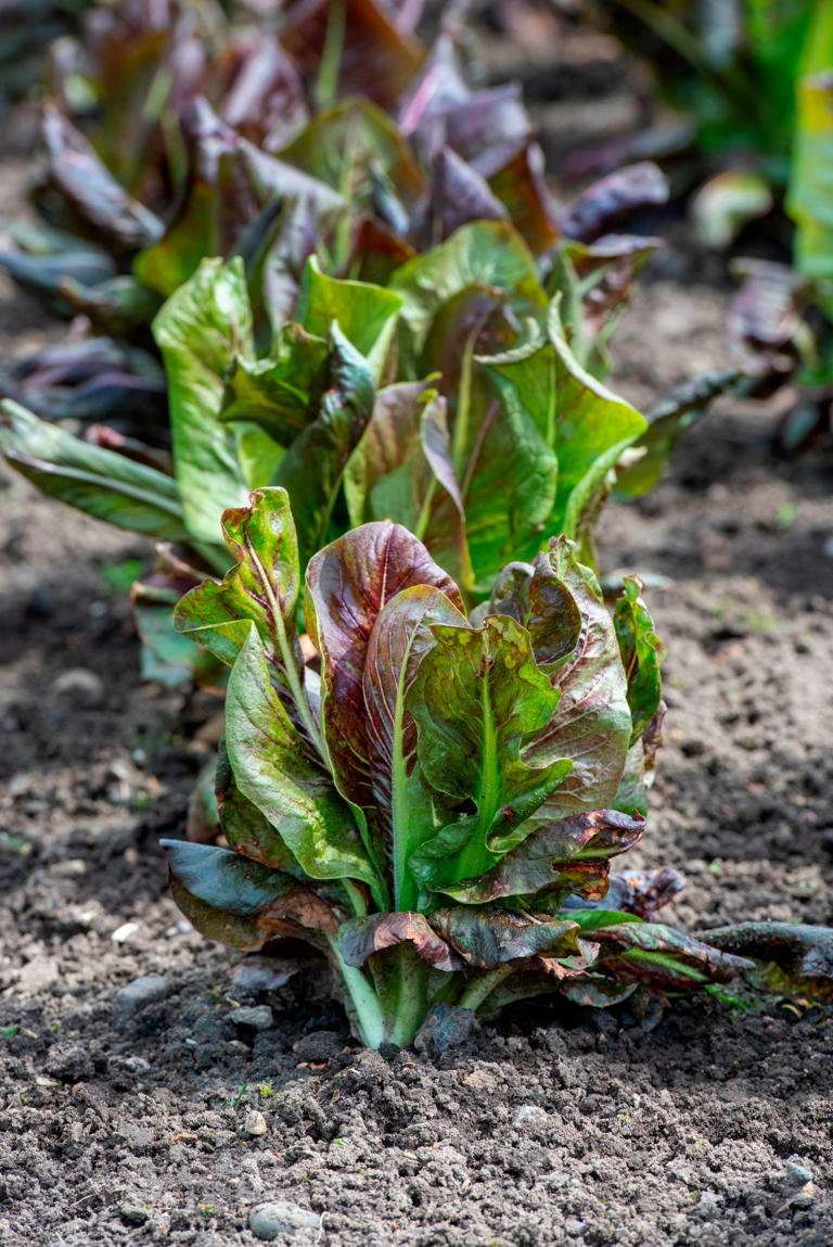 Reine Kopfsache: Warum Sie Herbst-Salate jetzt pflanzen sollten