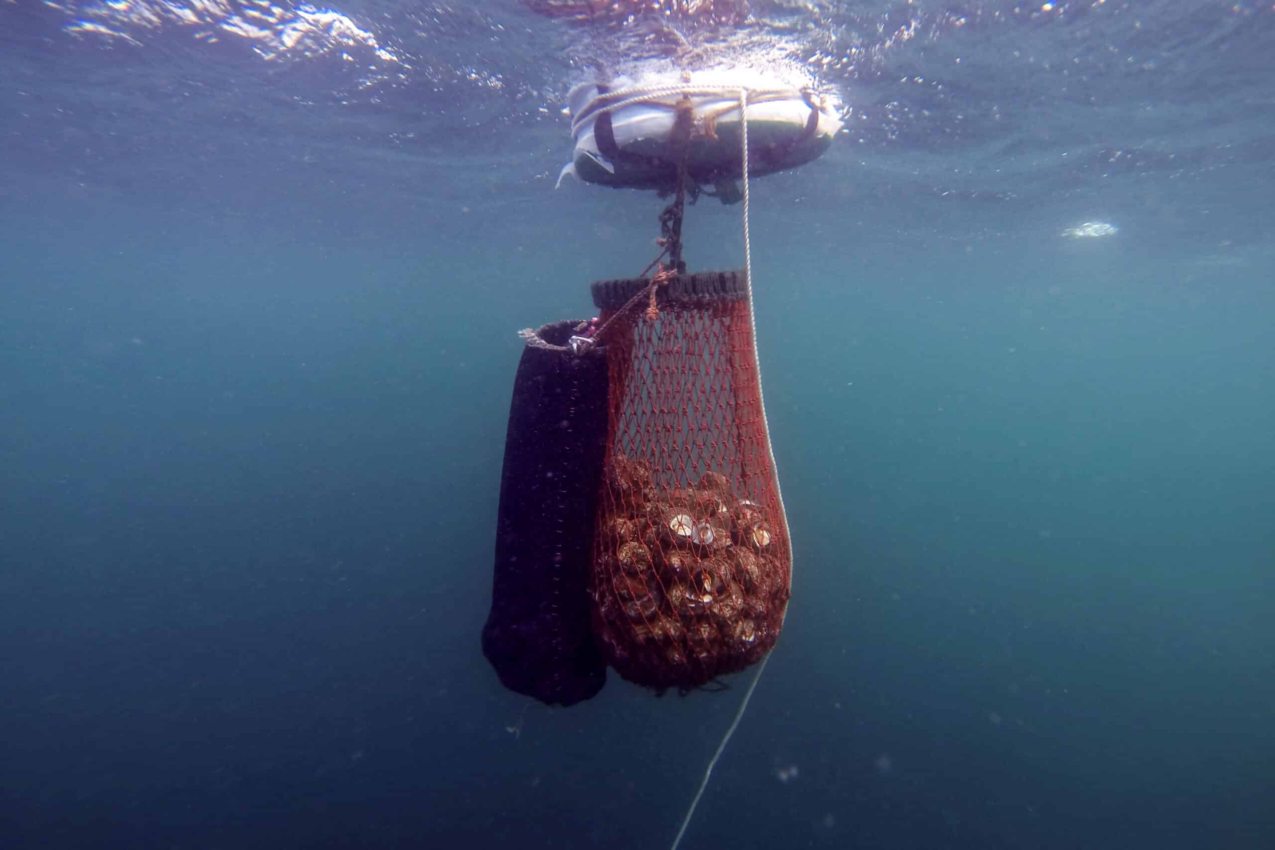 At least 112 non-native species found in Japanese waters, study shows