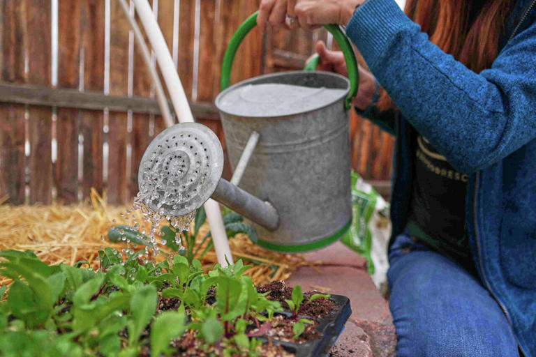 Gardeners often hear about hacks and quick fixes. Here are some debunked