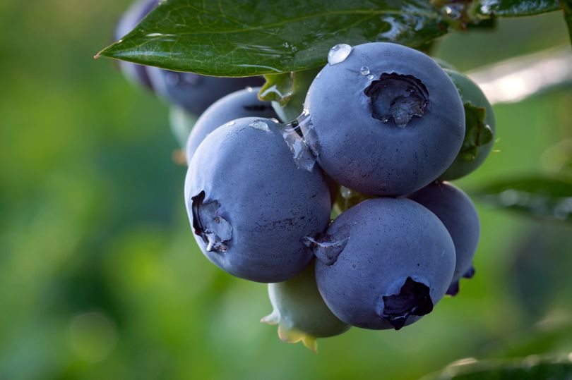 Blueberries may grow bigger and more delicious when you water the plant ...