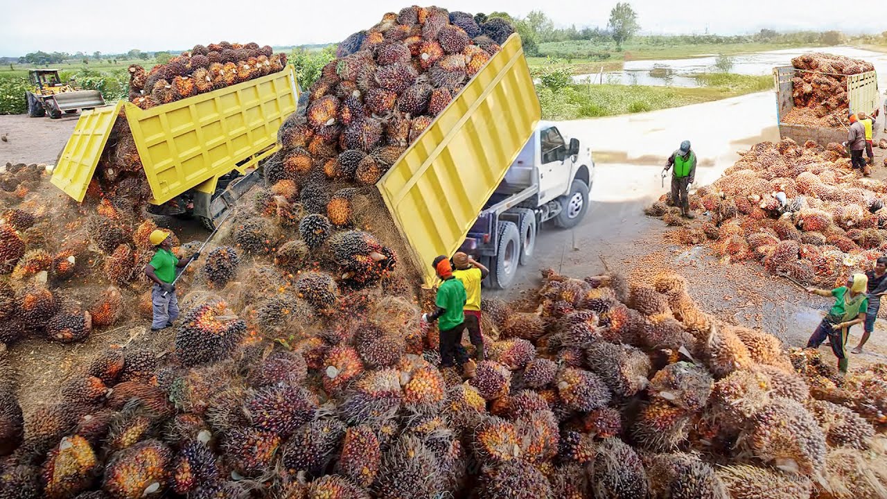 The process of harvesting and transporting millions of palm oil fruits