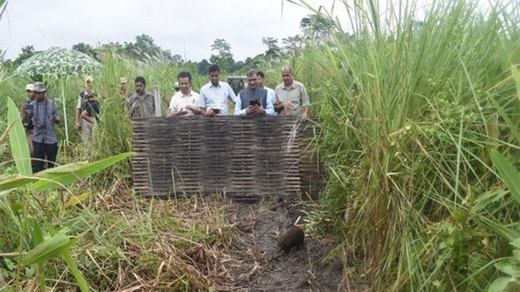 Pygmy hogs return to Assam's Manas grasslands after nine years without sightings