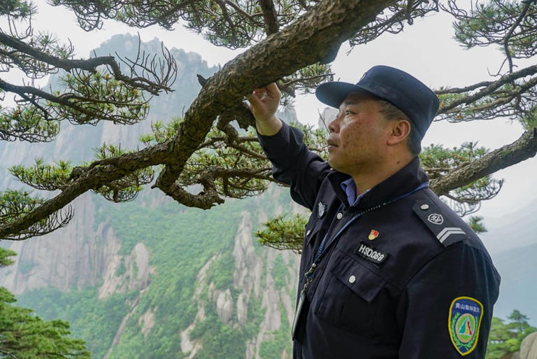 This 1,000-year-old pine tree’s protector fears changing weather patterns