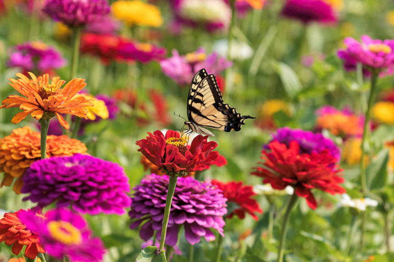 People are noticing butterflies more often—here’s what it might mean