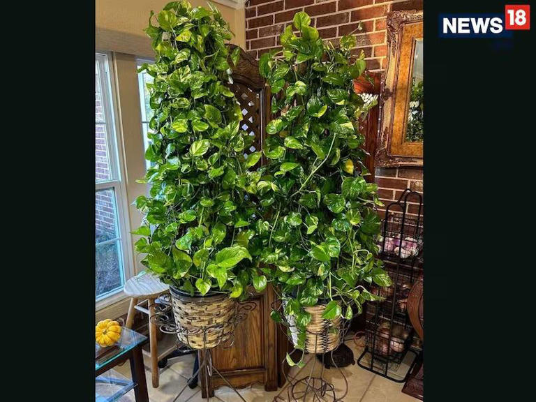 Money plant leaves losing colour? Try these 7 tips for greener, shinier  leaves
