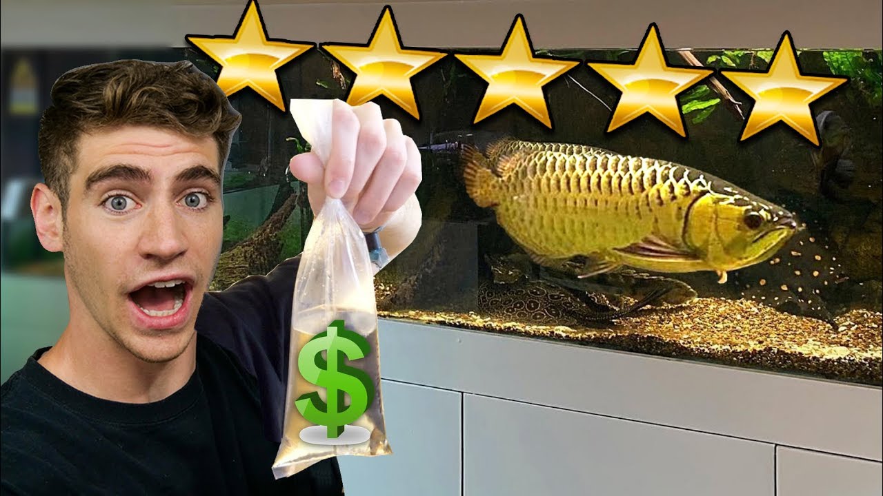 Shopping at the richest aquarium in the world (rare fish inside)