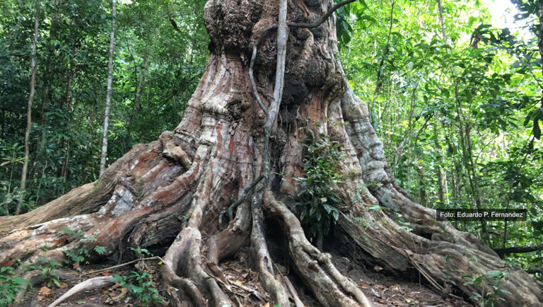 Which is the only country named after a tree?