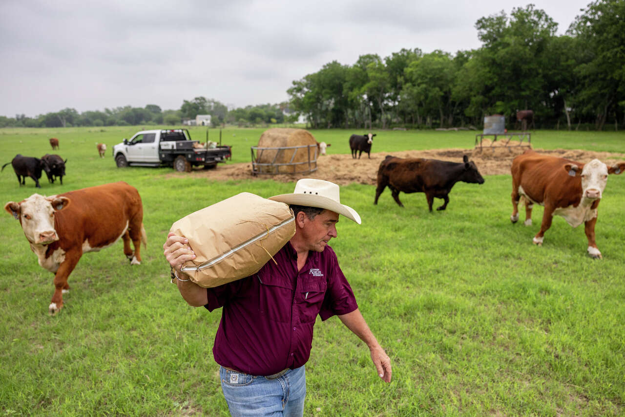 Record-high beef prices don't erase Texas ranchers' drought pain