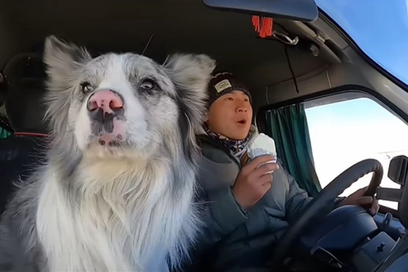 influencer-s-border-collie-dog-stolen-and-sold-to-meat-trader-eaten