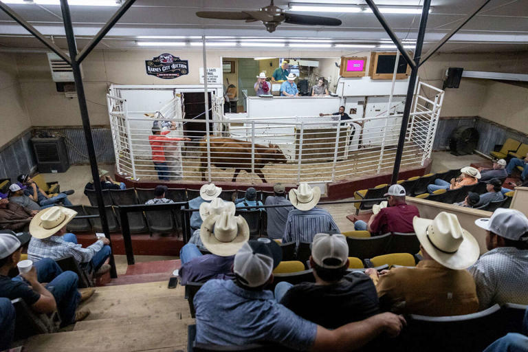 Record-high beef prices don't erase Texas ranchers' drought pain