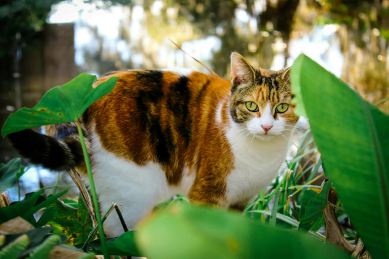 How you can stop your cat from bringing home unwelcome pathogens