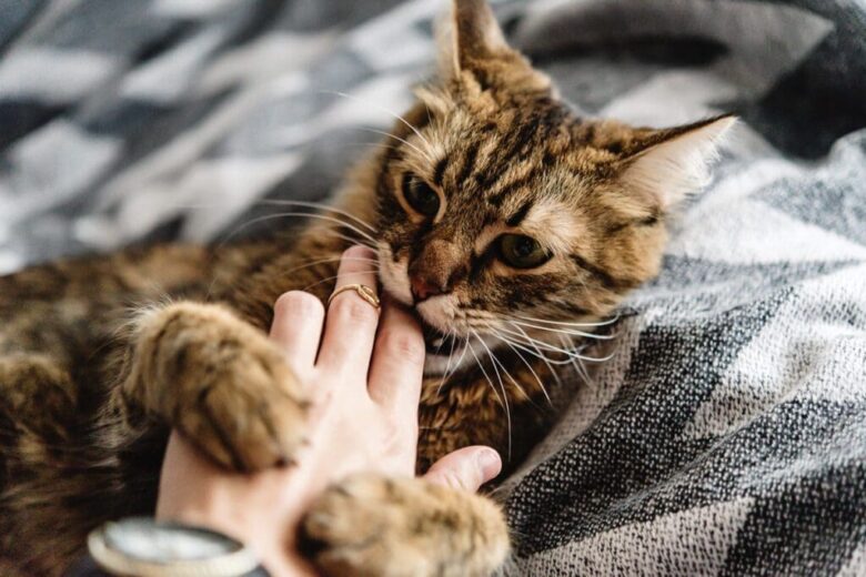 The right way to correct bad cat behavior