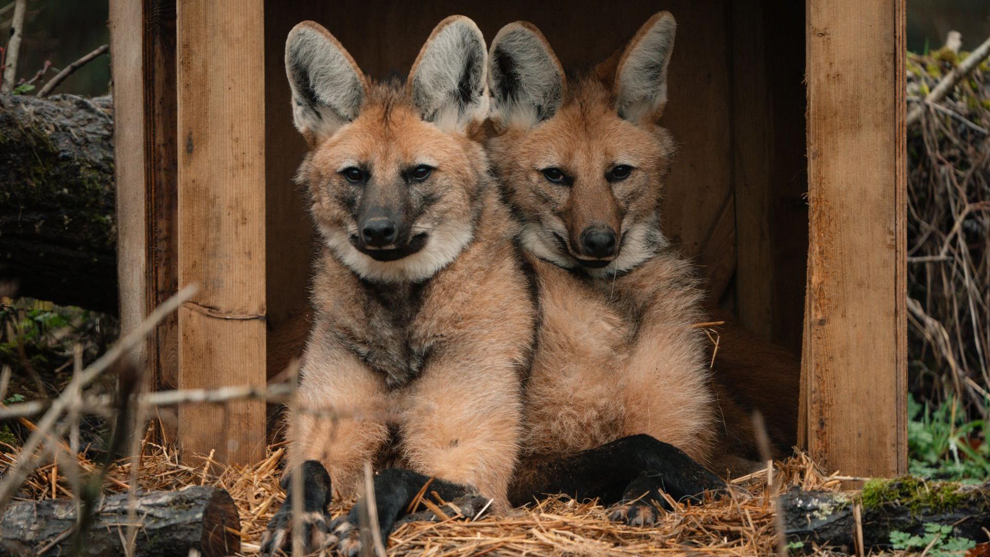 Keepers 'excited' to care for trio of maned wolves