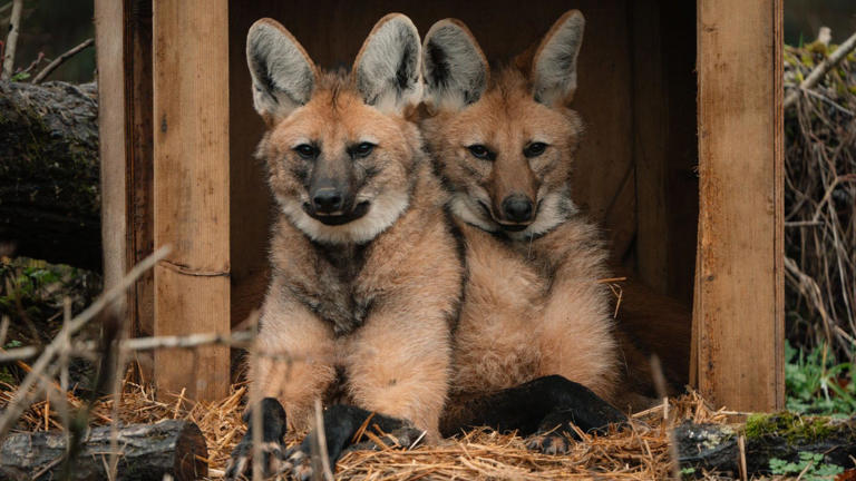 Keepers 'excited' to care for trio of maned wolves