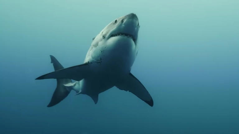 5 best shark movies nobody talks about anymore