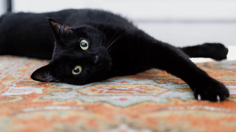 Deaf cat makes the sweetest sounds every time his mom greets him