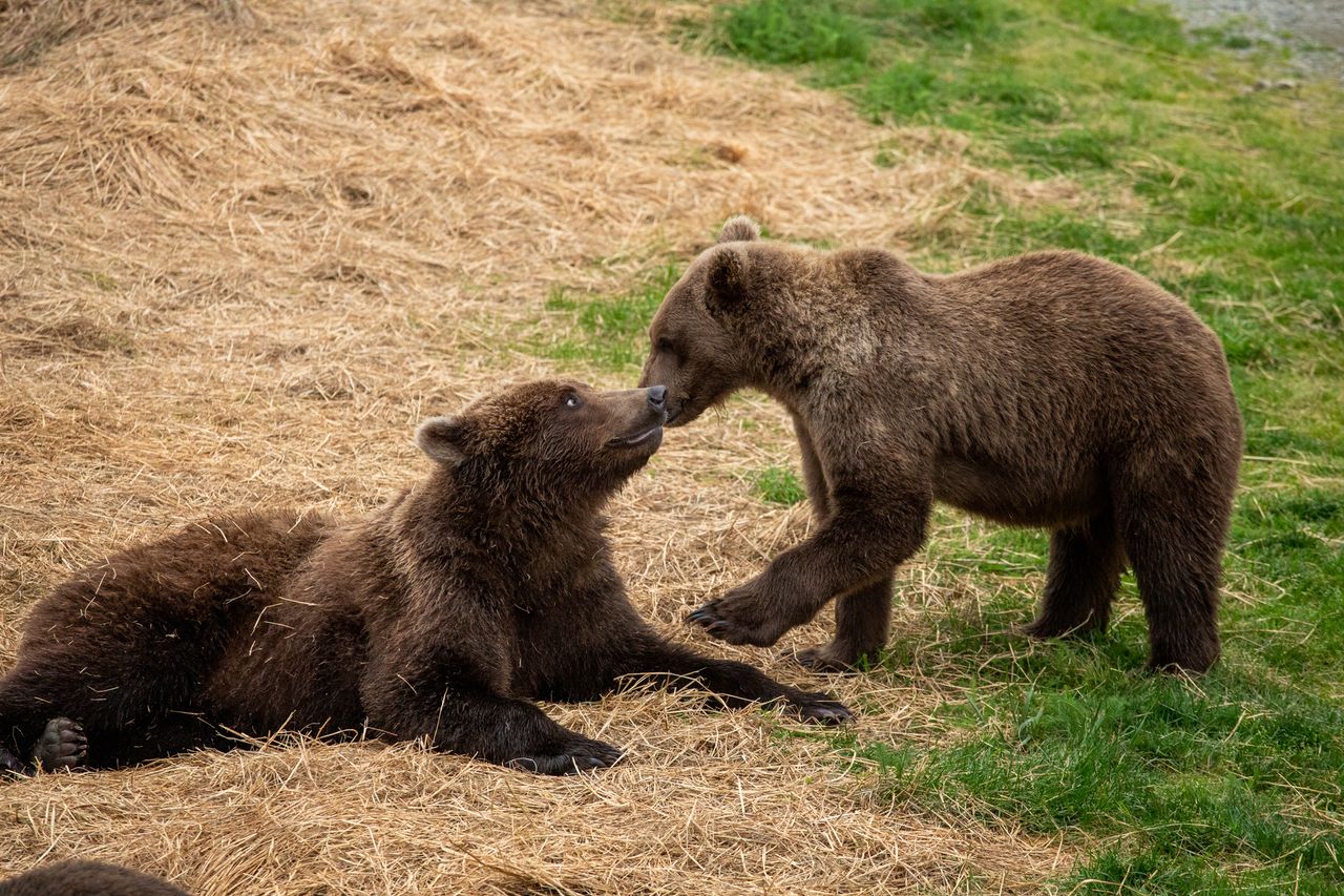 Two brown bear cubs interacting on a grassy and strawcovered ground