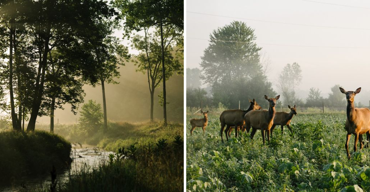 This stunning Indiana park is home to majestic free-roaming wild herds ...