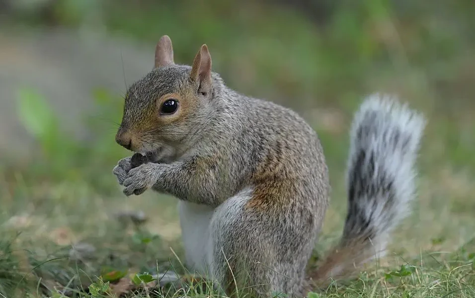 City squirrels are rewriting the wild playbook