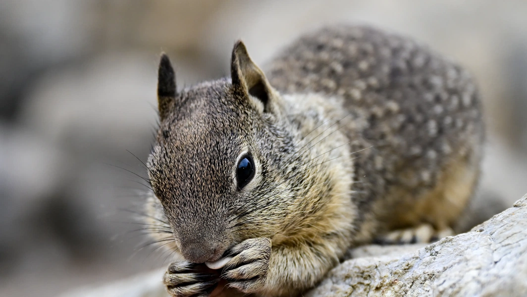 City squirrels are rewriting the wild playbook
