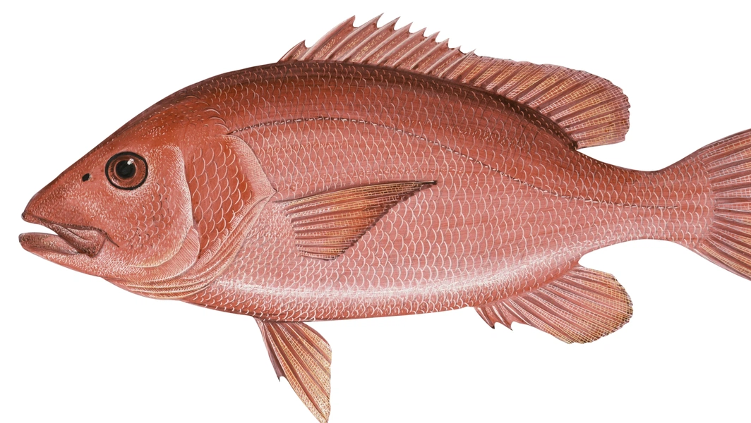 Red snapper recipes to make you crave summer nights