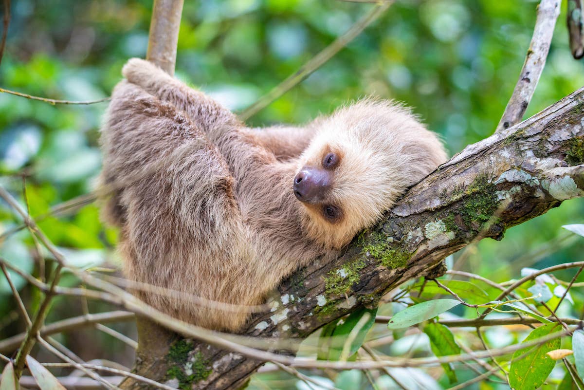 Watch Chloe the sloth ask for cuddles and make everyone jealous