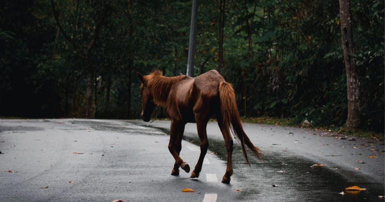 Un cheval s'est lancé à contresens sur l'autoroute A62 près de Toulouse