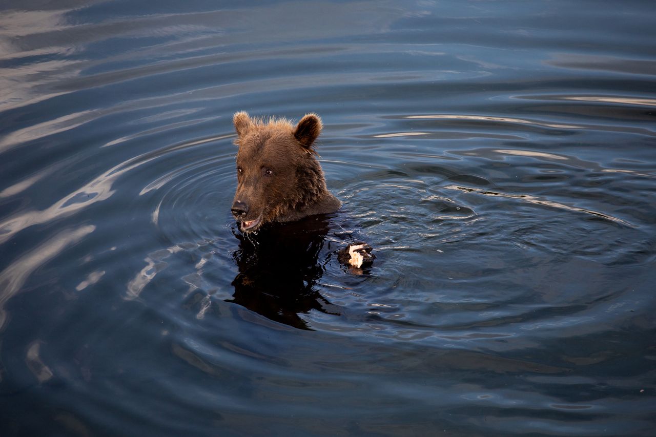 A bear swimming in the water with only its head and shoulders visible ripples surrounding the animal