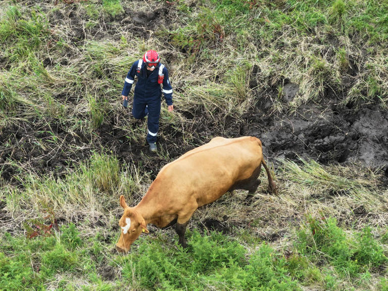 Fire service called to rescue cow stuck in ditch in Ford