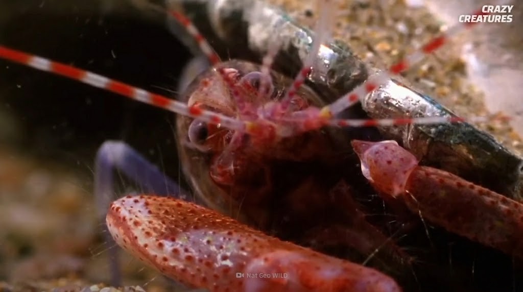 The moment a pistol shrimp pulls the trigger