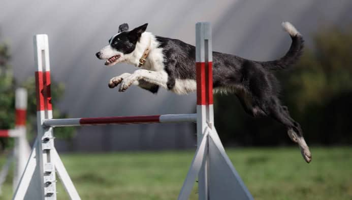Health alert: 5 questions that expose if your dog is exercise-deprived