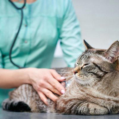 愛猫を『動物病院』へ診察に連れて行くときの注意点7選　守るべきマナーや猫のストレスを減らす工夫まで