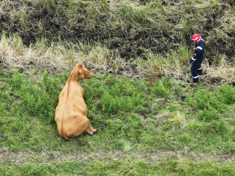 Fire service called to rescue cow stuck in ditch in Ford