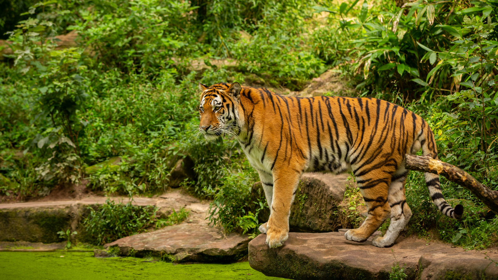 4 rare animals found only in India and where to spot them