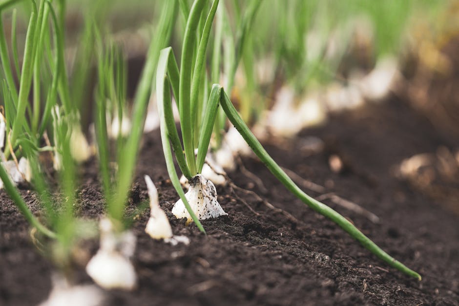 How to grow unlimited green onions on your kitchen countertop