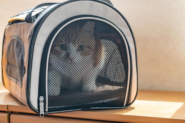 愛猫を『動物病院』へ診察に連れて行くときの注意点7選 守るべきマナーや猫のストレスを減らす工夫まで